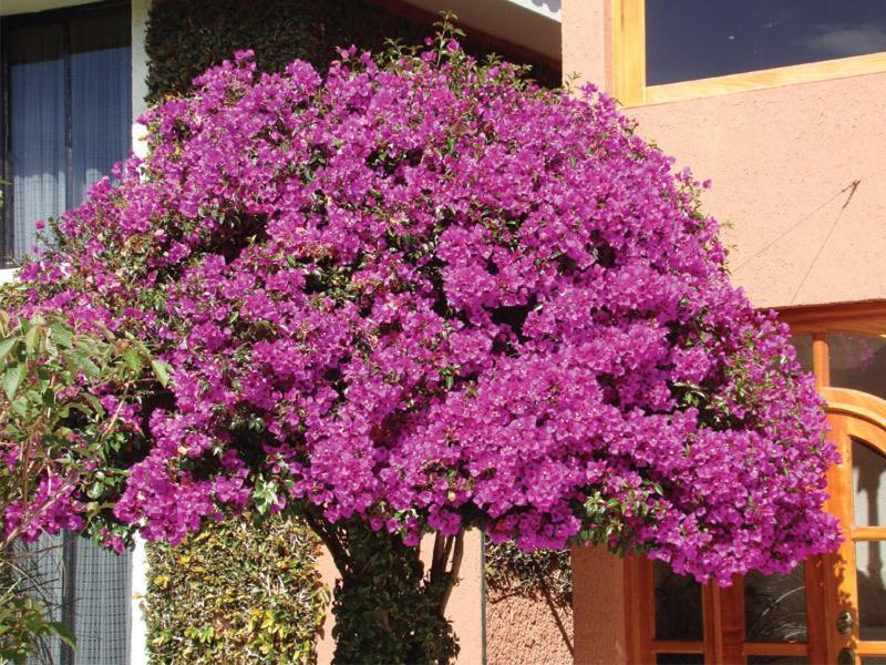 Hotel Arrecife De Coral San Cristóbal de Las Casas Buitenkant foto